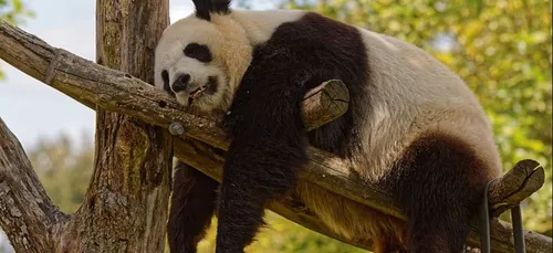 Zoo de Beauval : l’association PETA dénonce les nouvelles télécabines