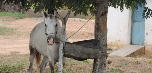 Saône-et-Loire : des chiens et chevaux maltraités meurent dans un...