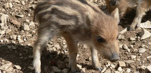 Sarthe : un petit marcassin a été adopté par des vaches !