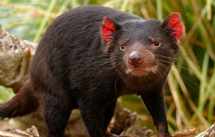 Les diables de Tasmanie débarquent au zoo de Beauval !