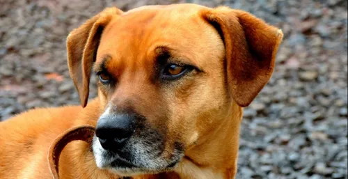 Eure-et-Loir : son chien décède, traîné par sa voiture