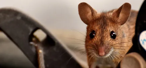 Gare de Paris Austerlitz : des Loirétains découvrent une souris...