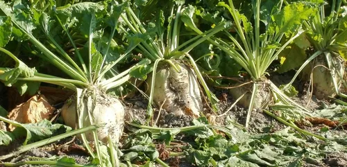 Eure-et-Loir : 150 emplois sont menacés à la sucrerie