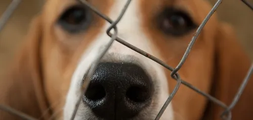 Auxerre : la SPA, saturée, recherche des familles d’accueil !