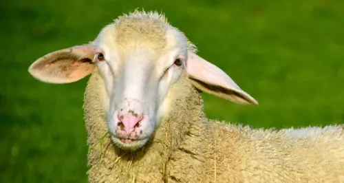 Le Mans : course-poursuite avec un mouton en plein centre-ville !