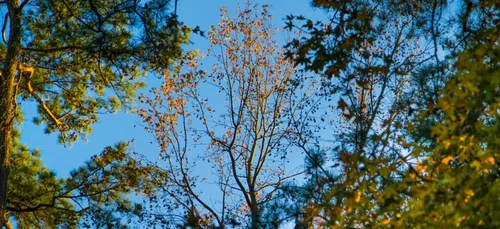 Auxerre : l’Arboretum dispose désormais de QR Codes !