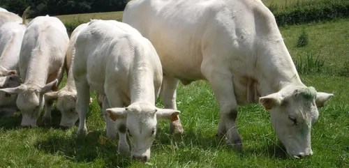 Saône-et-Loire : les bienfaits de l’élevage bovin sur l’environnement