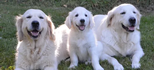 Le 4ème Congrès National du Chien Guide d’Aveugles s’est tenu à Angers
