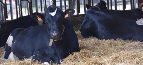 « Made In Viande » veut séduire de futurs éleveurs ligériens