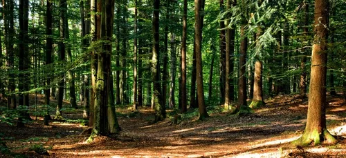 Forêt d’Orléans : qui a fabriqué cette mystérieuse poupée en bois ?