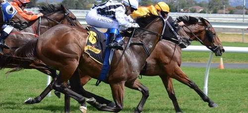 Angers : une cavalière décède après une chute à l’hippodrome de Blain