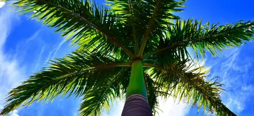 Bourges : il vole les palmiers du McDo … deux fois !