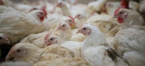 Yonne : le volailler Duc pointé du doigt pour ses conditions...
