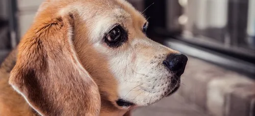 Loiret : un chien sauvé gr&acirc;ce à un post Facebook !