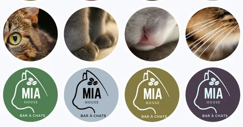 Le premier bar à chats du Mans a ouvert ses portes !