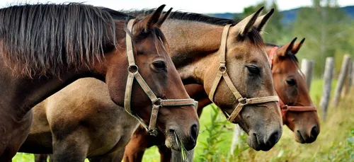 Auxerre : ils comparaissent pour maltraitance sur plus de 100 chevaux