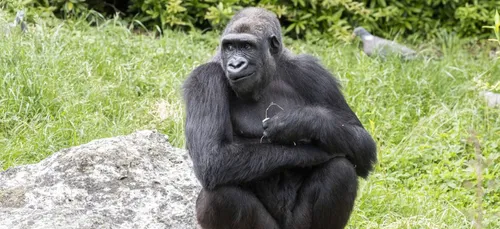 Beauval : deux gorilles nés au Zooparc partent au Gabon