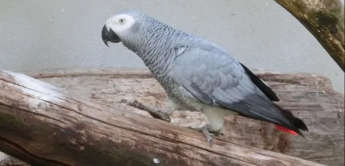 Montargois : Shango le perroquet a disparu