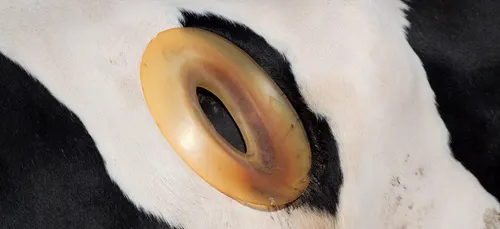 Sarthe : l’association L214 dénonce l’existence de « vaches à hublot »