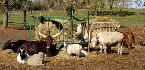 Nièvre : louez un gîte dans une ferme de yack, lama et … kangourous !