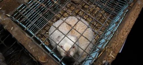 Eure-et-Loir : une association réclame la fermeture d’un élevage de...