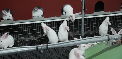 Le bien-être animal, enjeu de la survie de la filière cunicole