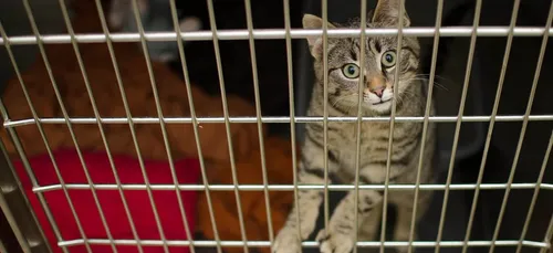 Abandons d’animaux : les députés proposent une loi pour durcir les...