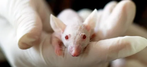 Sida : les chercheurs ont éradiqué le virus sur une souris