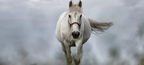 Loir-et-Cher : un élevage de chevaux placé sous surveillance pour...