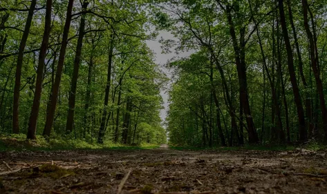 L’ONF interdit temporairement la circulation en forêt domaniale...