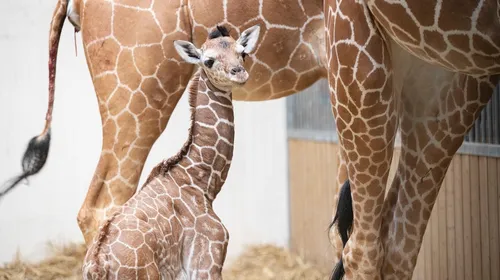 Un girafon est né au Zoo de Beauval !