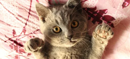 Abandons d’animaux : des chiffres encore élevés depuis le début de...