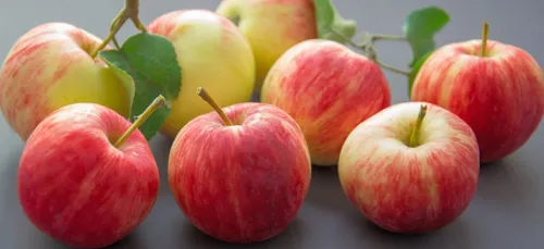 Sarthe : des emplois à pourvoir dans la cueillette de pommes