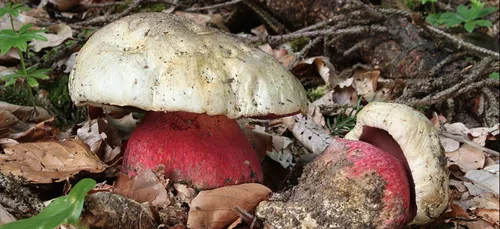 Yonne : six personnes intoxiquées après avoir mangé des champignons...