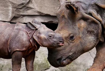 Beauval : nouvelle naissance exceptionnelle au Zoo ! (photos)
