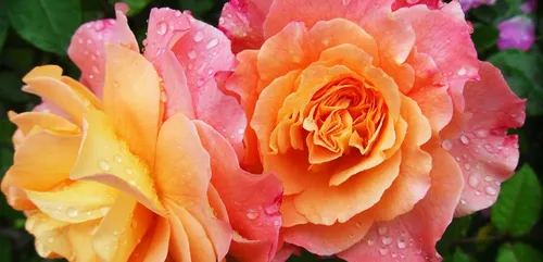 Orléans : 213ème édition des fêtes de la Saint-Fiacre ce week-end