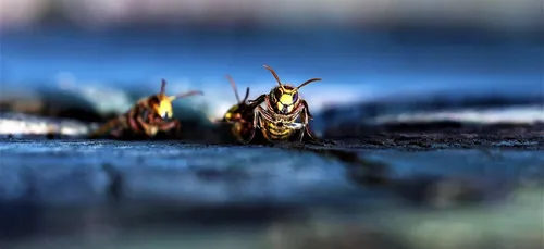 Cher : elle provoque un accident grave à cause… d’une guêpe