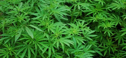 Yonne : appelés pour un incendie, les gendarmes découvrent des...