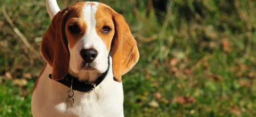 Yonne : 300 manifestants contre les expériences sur les animaux