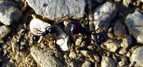 Orléans : le muséum pour la biodiversité va accueillir 10.000 fourmis