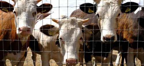 Touraine : les précisions de la préfète sur l’exploitation laitière...