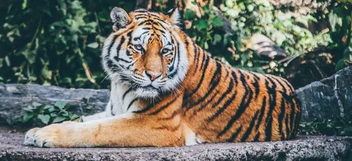 Le Mans : les policiers capturent un tigre… en peluche ! (photos)