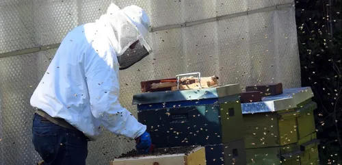 Loiret : l’homme piqué par des abeilles est sorti du coma