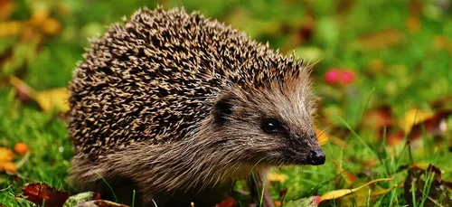 Cher : quatre hommes soupçonnés d’avoir mangé des hérissons