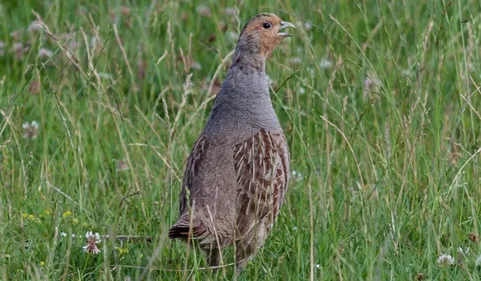 Un foyer de grippe aviaire détecté dans le Loir-et-Cher