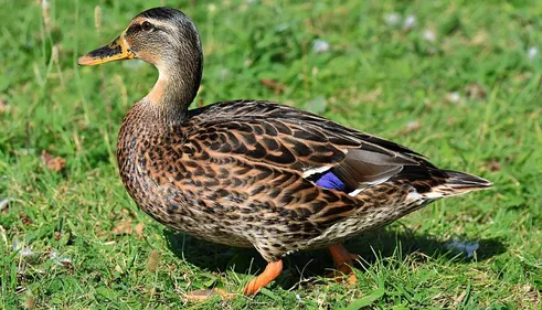Loir-et-Cher : 3000 canards abattus en raison de la grippe aviaire