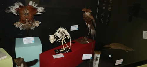 Une exposition sur les animaux imaginaires à découvrir à Auxerre