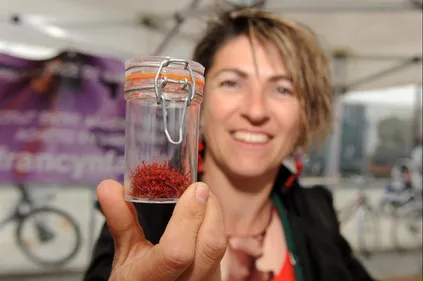 Maine-et-Loire : la récolte du safran a débuté !