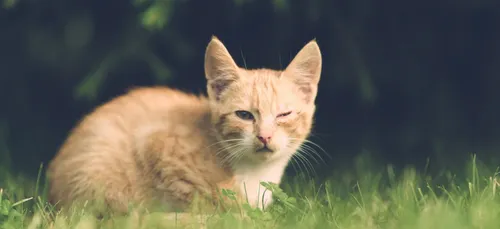 Blois : peine de prison doublée pour un tueur de chat