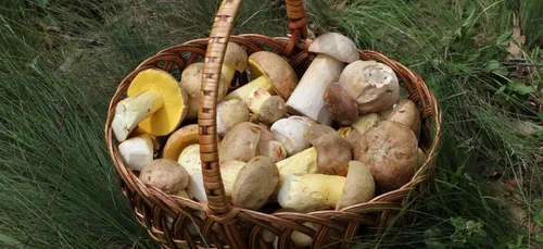 Cher : un retraité se perd en pleine cueillette de champignons